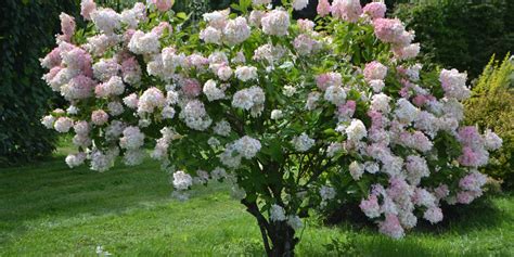 Hydrangeas in zone 4: Which Variety to Grow in Zone 4 - GFL Outdoors