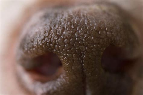 Bump On Dog’s Nose: 6 Reasons Why It Happens & What To Do