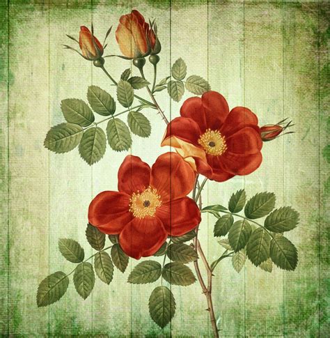 Flower Retro Vintage Rose Free Stock Photo - Public Domain Pictures