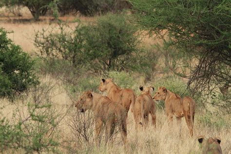 Samburu Animals – Samburu National Reserve