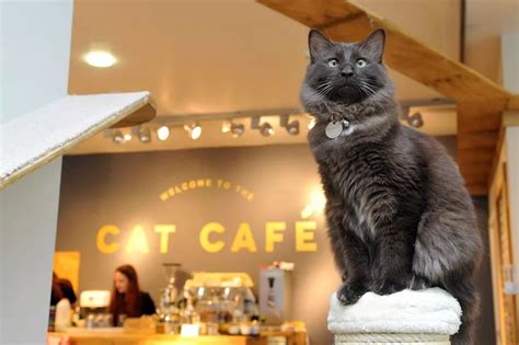 Location of Glasgow’s new cat cafe finally revealed - Glasgow Live