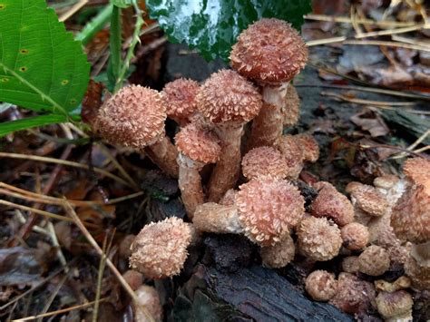 Armillaria ostoyae: Identification, Look-Alikes, Health Benefits, Pet ...