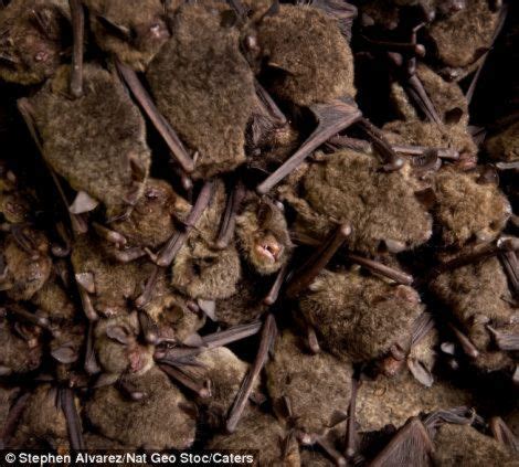 Cave Filled With Thousands of Bats ~ Must See how To?