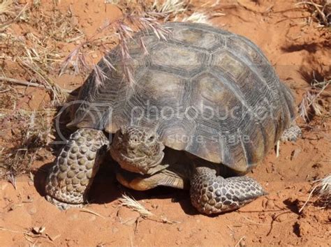 Desert Wildlife - Utah Wildlife Network