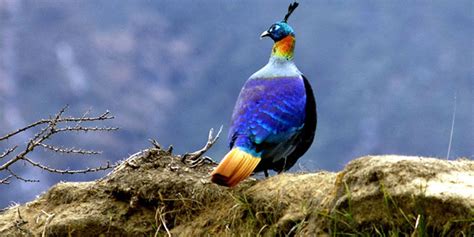 Bird watching tour in Nepal :Himalaya Journey Trekking