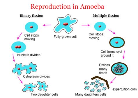 Amoeba: Structure and Life Processes - ExperTuition