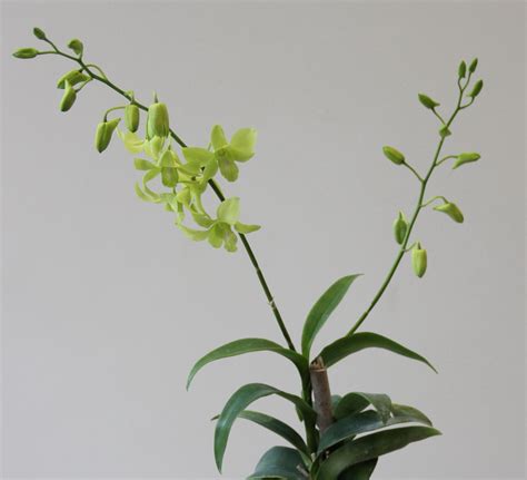 Green Orchid Plants - Mistwood Farms