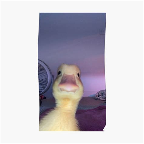 Yellow Duck Memes