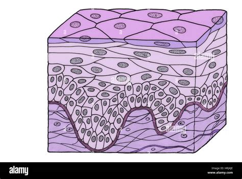 Illustration of Stratified Squamous Epithelium Stock Photo - Alamy