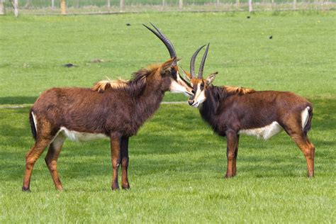 Sable Antelope | Woburn Safari Park