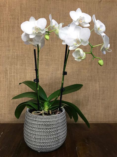 Phalaenopsis Orchid: White - Frances Dunn Florist