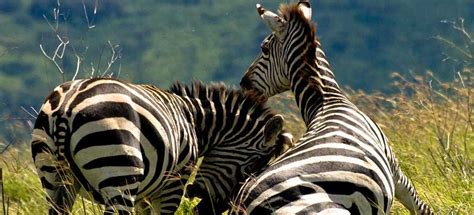 9 Days Uganda Rwanda Congo Safari - East Africa Safari