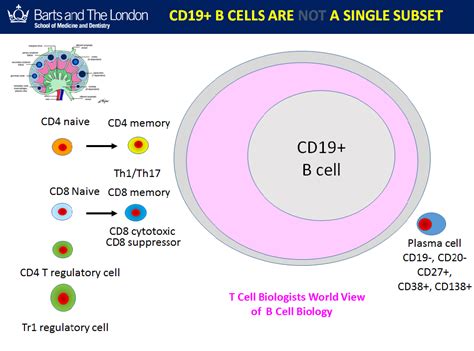 Multiple Sclerosis Research: Are we Overdosing Ocrelizumab