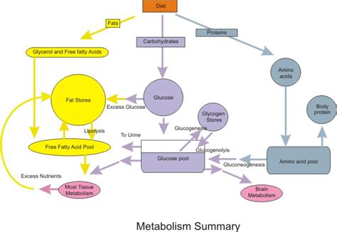 What is Metabolism and How Can I boost It to stay in Shape? - Elana B.