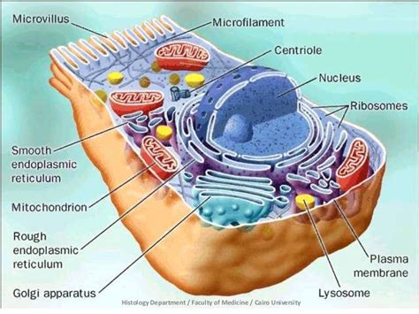 Cytology - Prac. Histology