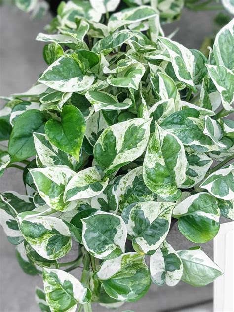 Epipremnum Aureum Variegated Pothos 'Pearls & Jade' Trailing Plant Home ...