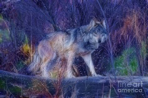 Mystic Wolf Photograph by Paul Danaher - Fine Art America