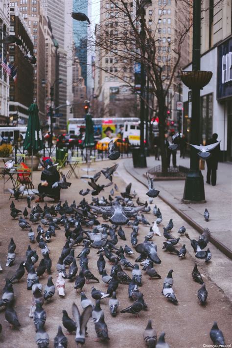 New York City Pigeons / Now Youre Cool | Pigeon, New york city, City