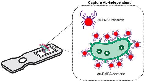 Frontiers | Advances, applications, and limitations of portable and rapid detection technologies ...