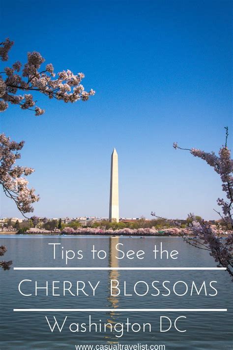 6 Tips for Seeing the Cherry Blossoms in Washington DC | Cherry blossom washington dc ...