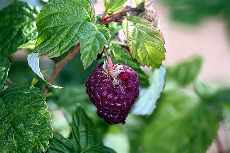 Raspberry Fruit And Its Health Benefits | HubPages