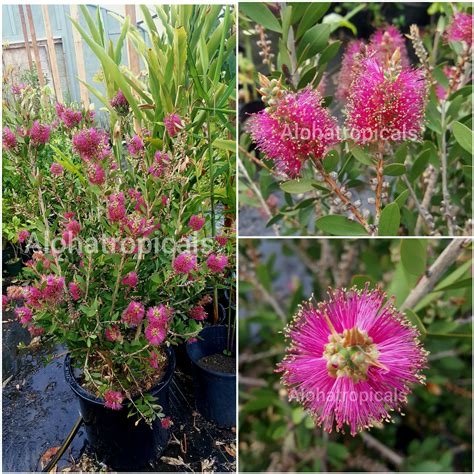 Callistemon Viminalis Neon Pink Bottle Brush – Aloha Tropicals