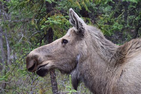 Denali National Park Wildlife Safari - Travel Realist