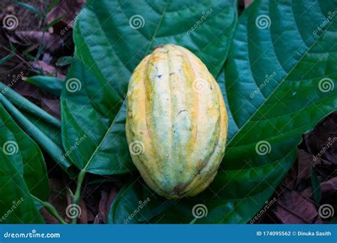 Yellow Cocoa Bean on the Leaves Stock Photo - Image of farm, cacao ...