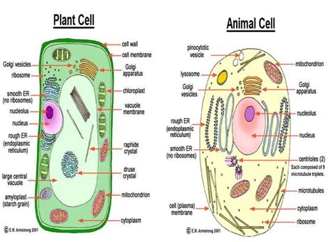 Top 123 + Plant and animal cell drawing - Lifewithvernonhoward.com