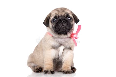 What Do Fawn Pugs Look Like