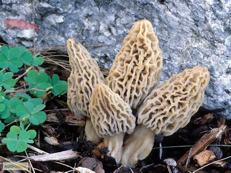 20 g Morchella Esculenta Mushroom Biological Mycelium - Mushrooms, Spawns & Kits