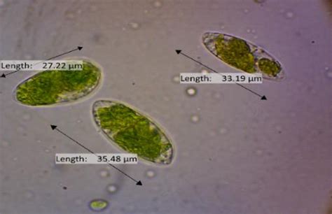 Euglena sp. cells. Under microscope (a) Control Treatment, (b) NaNO3... | Download Scientific ...