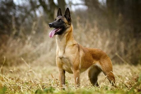 All Belgian Malinois Colors Explained – What Colors Are Up To The Breed ...