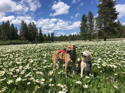 Four Paws Pet Adoptions, Rexburg, Idaho – 2 Traveling Dogs