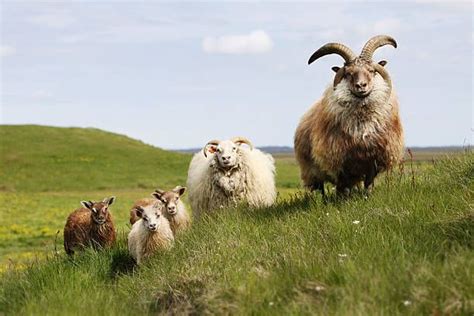 Image result for four horned icelandic | Sheep breeds, Cute sheep, Sheep