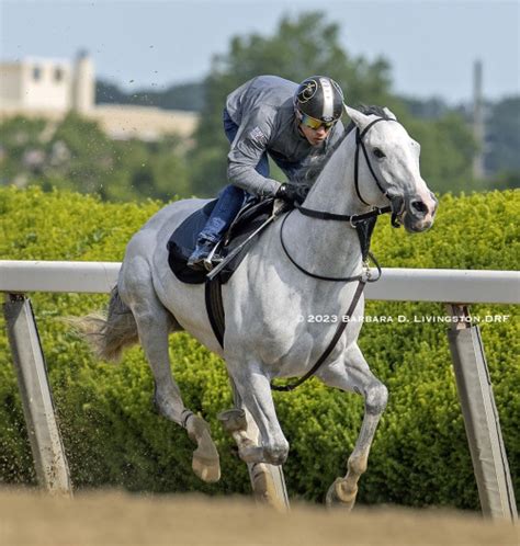 White Abarrio | Most beautiful horses, Majestic horse, Horse photos