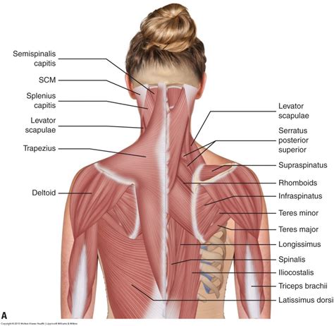 Muscles of the Neck and Trunk - Learn Muscles