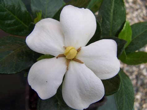 Gardenia,jasminoides,of kleim hardy,flower,scented - free image from ...