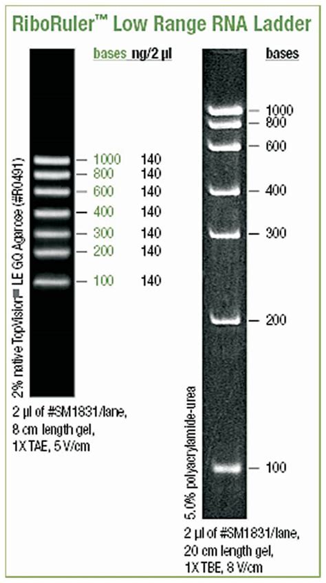 Thermo Scientific RiboRuler Low Range RNA Ladder 100-1000 bp 100 to 1000 | Fisher Scientific