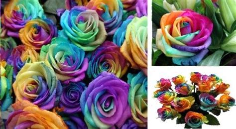 How to make Rainbow Roses: a Step by Step Guide | Rainbow roses, Diy rainbow, Crafts