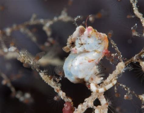 pygmy seahorse Archives - Australian Geographic