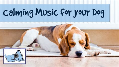 Does Music Really Calm Dogs