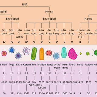 Overview of virion classification. cont., continuous; env., enveloped;... | Download Scientific ...