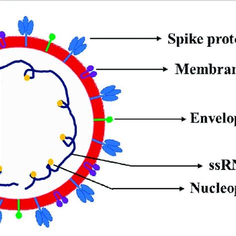 Schematic representation of SARS-CoV-2 virion structure. The schematics... | Download Scientific ...