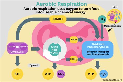 Aerobic Respiration Definition, Diagram, and Steps