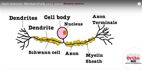 Structure of a sensory Neuron — OrthopaedicPrinciples.com