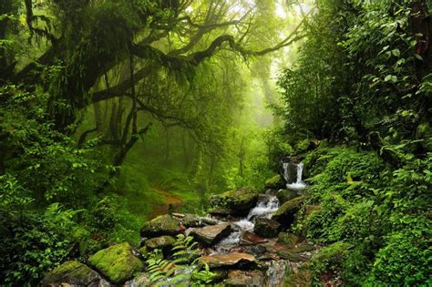 Best Rainforest Walks Near Cairns | Fitzroy Island