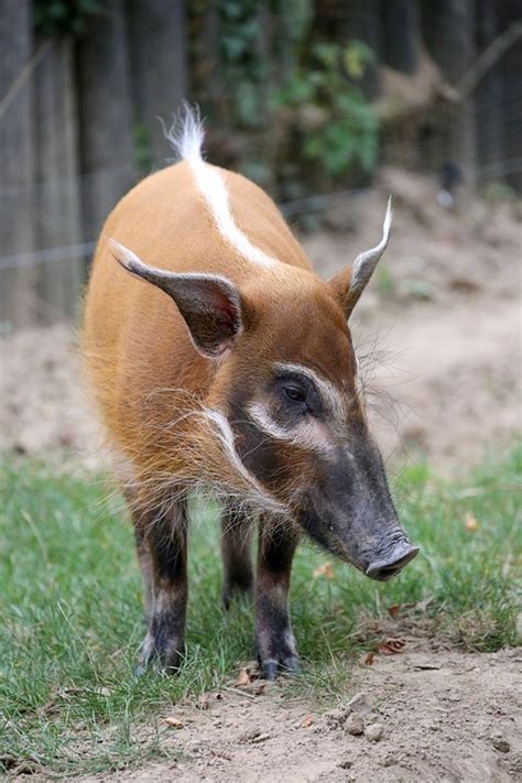 8 Interesting Facts About Red River Hog! - Animal Media Foundation