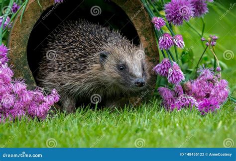 Hedgehog, Wild, Native, European Hedgehog in Natural Garden Habitat with Flowering Chives Stock ...