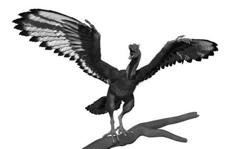 New fossil shows Archaeopteryx sported 'feathered trousers' - Daily Press